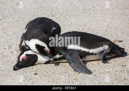 Afrikanische Pinguine (Spheniscus Demersus) paar aus Kolonie am Foxy Beach, Table Mountain National Park, Simons Town, Südafrika Stockfoto