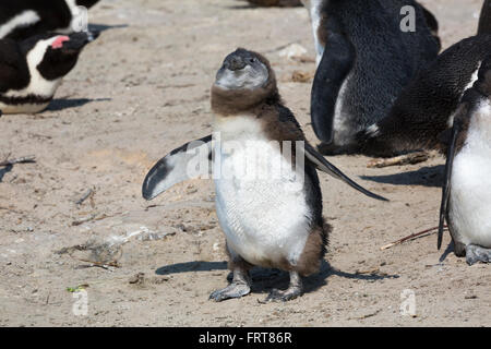 Afrikanische Pinguin (Spheniscus Demersus) Küken in der Kolonie am Foxy Beach, Table Mountain National Park, Simons Town, Südafrika Stockfoto