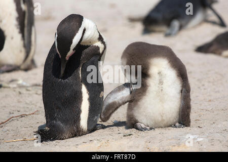 Afrikanische Pinguine (Spheniscus Demersus) Erwachsene mit Küken putzen, Foxy Beach Table Mountain National Park, Südafrika Stockfoto