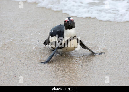 Afrikanische Pinguin (Spheniscus Demersus) Foxy Beach, Table Mountain National Park, Simons Town, Kapstadt, Südafrika Stockfoto
