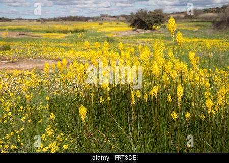Bulbinella Latifolia, gelbe Katze's tail, (ehemals Bulbinella Edelrosen), Papkuilsfontein Hof, Nieuwoudtville, Northern Cape, Stockfoto