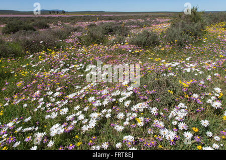 Frühling Wildblumen, Papkuilsfontein Farm, Nieuwoudtville, Northern Cape, Südafrika Stockfoto