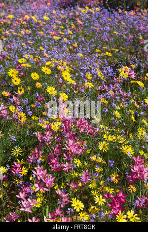 Frühling Wildblumen, Papkuilsfontein Farm, Nieuwoudtville, Northern Cape, Südafrika Stockfoto