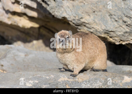 Rock Hyrax (Klippschliefer) (Procavia Capensis), De Hoop Naturreservat, Western Cape, Südafrika Stockfoto