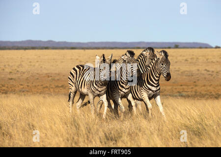 Ebenen Zebra (Equus Quagga Burchelli), Mokala National Park, Südafrika, Stockfoto