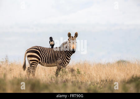 Kap-Bergzebra (Equus Zebra Zebra) mit pied Crow (Corvus Albus) auf Rücken, Mountain Zebra National Park, Südafrika Stockfoto