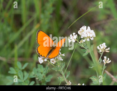 Knappen Kupfer Schmetterling (Lycaena Virgaureae) auf weißen Wildblumen in Aggtelek Nationalpark, Ungarn Stockfoto