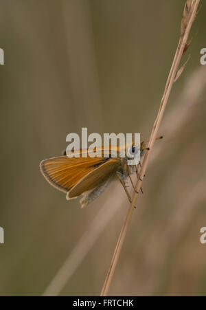 Essex-Skipper-Schmetterling (Thymelikus lineola) auf Grasstamm Stockfoto