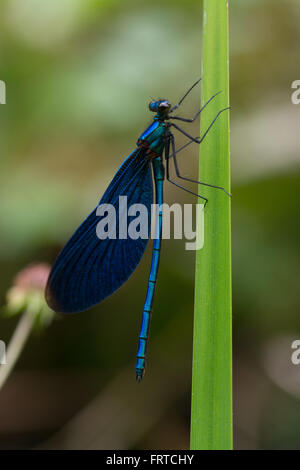 Wunderschöne demoiselle (Calopteryx virgo), Damselfly on Reed, UK Stockfoto