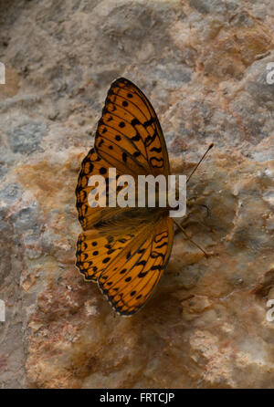 Hohe braune Fritillary Butterfly (Fabriciana Adippe) an Wand Stockfoto