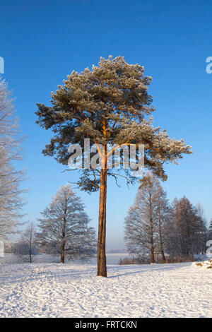 Kiefer (Pinus Sylvestris L.) in der Winterzeit. Stockfoto