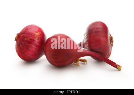 Rote Zwiebel auf dem weißen Hintergrund isoliert Stockfoto