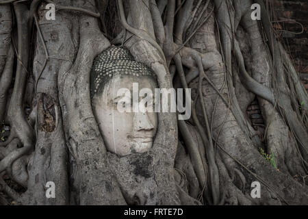 Ungesehen von Buddha-Kopf im Stamm-Baum im Wat Mahathat. Historische Stadt von Ayutthaya, Thailand Stockfoto