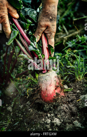 Weibliche Hand ziehen junge rote Beete aus dem Boden Stockfoto