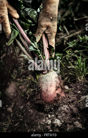 Weibliche Hand ziehen junge rote Beete aus dem Boden Stockfoto