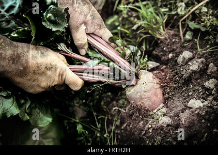 Weibliche Hand ziehen junge rote Beete aus dem Boden Stockfoto