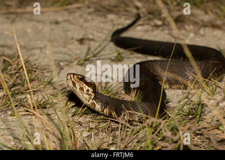 Florida Cottonmouth - Agkistrodon Piscivorus conanti Stockfoto