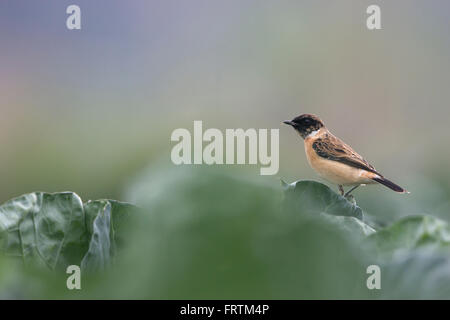 Sibirische Schwarzkehlchen oder asiatischen Schwarzkehlchen Saxicola Maurus einzelnes Männchen auf grünem Blattgemüse Ackerland im langen Tal Hong Kong Stockfoto