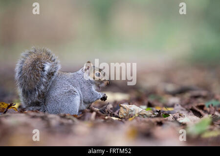 Graue Eichhörnchen Sciurus Carolinensis Single auf Boden essen unter Laub bei Tehidy Cornwall UK Stockfoto