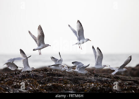 Silbermöwe Larus Argentatus Gruppe Jugendlicher Winter flüchten aus Seetang und Algen in Marazion Cornwall UK Stockfoto