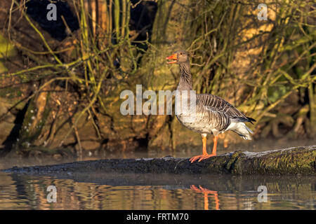 Gourmet, (Anser Anser), Hamburg, Deutschland, Europa / graue Gans, (Anser Anser), Hamburg, Deutschland, Europa Stockfoto