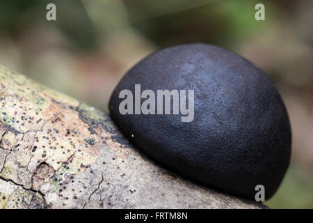 König Alfreds Kuchen Daldinia Concentrica einzelne Herbst wachsen auf einem Ast in Cornwall, Großbritannien Stockfoto