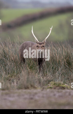 Sika Hirsch Cervus Nippon männliche einzelne Porträt Gras im Winter Königreich Stockfoto