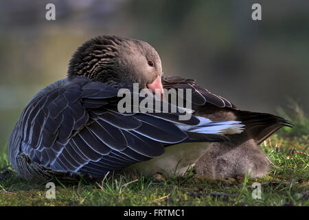 Graugans (Anser Anser), mit Küken im Gefieder, Hamburg, Deutschland, Europa Stockfoto