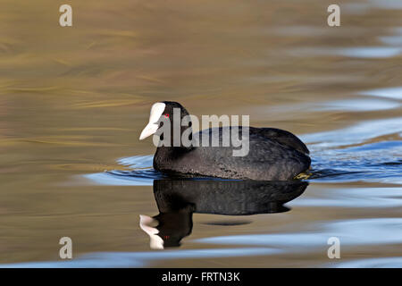 Gemeinsamen Blässhuhn (Fulica Atra) auf Wasser, Hamburg, Deutschland, Europa Stockfoto