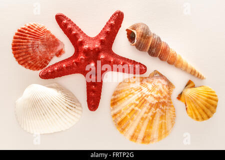 Sammlung von Muscheln und Stars in Nahaufnahme Stockfoto