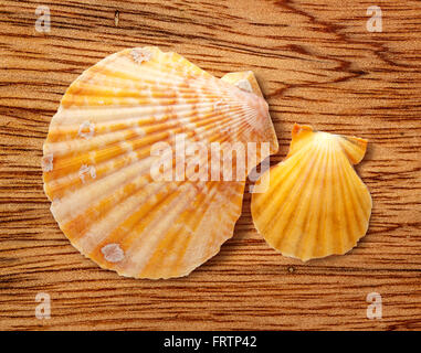 Zwei Muscheln auf hölzernen Hintergrund in Nahaufnahme Stockfoto