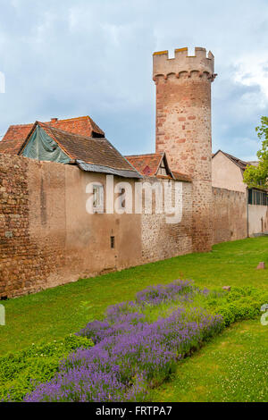 Die Wehrmauer, Obernai, Bas-Rhin, Elsass-Frankreich Stockfoto