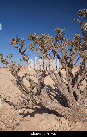 Weihrauch-Baum im Wadi Dawkah Weihrauch Nature Resort. Dhofar-Gebirge, Oman. Stockfoto