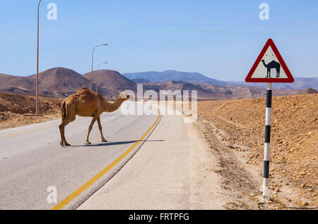 Kamel beim Überqueren der Straße in der Nähe von Salalah, Oman. Stockfoto