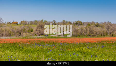 Felder von Texas Indian Paintbrush und Texas Bluebonnet Wildblumen auf FM 362 in der Nähe von Whitehall, Texas. Stockfoto