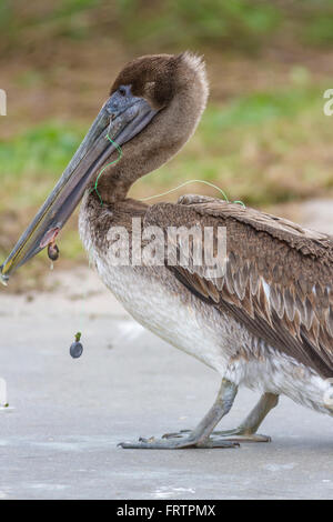 Verletzte Jugendliche Brown Pelican, mit Angelhaken und Linie in Vogelschaufl. Auf Pelican Island in Galveston, Texas. Stockfoto