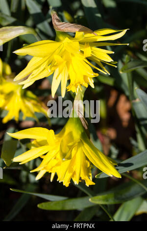 Gefüllte Blüten klein, März blühende Narzisse, Narcissus "Rip van Winkle" Stockfoto