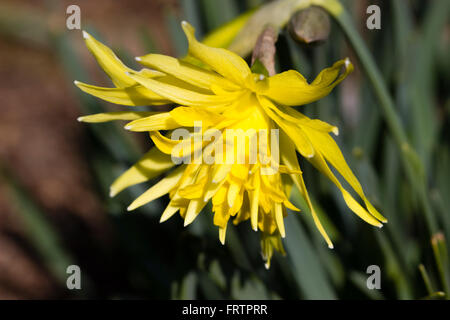 Gefüllte Blüte klein, März blühende Narzisse, Narcissus "Rip van Winkle" Stockfoto