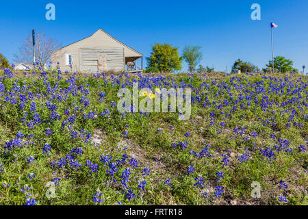 Bluebonnets mit Hütten und Ruinen im Old Baylor Park in Independence, Texas. Stockfoto