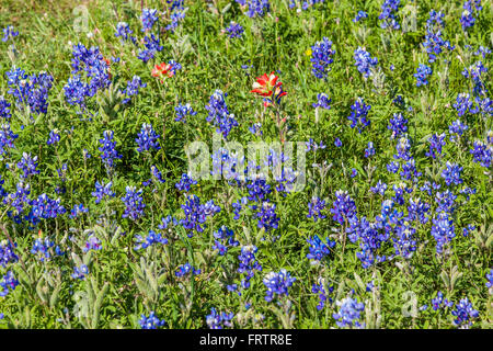 Texas Bluebonnets und Indian Paintbrush in alten Baylor College Park in Unabhängigkeit, Texas. Stockfoto