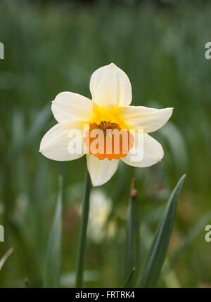 Nahaufnahme eines Sempre Avanti Narzisse in Blume Stockfoto