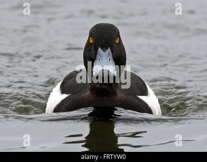 Getuftete Ente (Aythya fuligula), Männchen, Vorderansicht Stockfoto