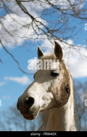 White Horse in den Schmutz auf dem Hintergrund des Himmels mit Wolken Stockfoto