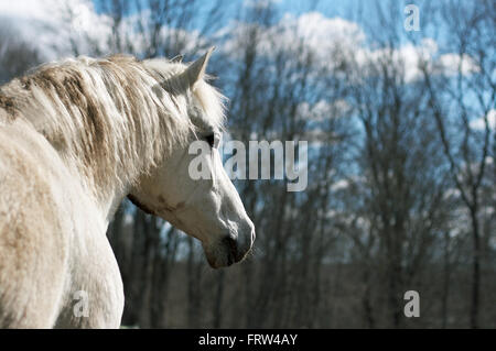 Weißes Pferd auf einem Hintergrund von einem Holz Stockfoto