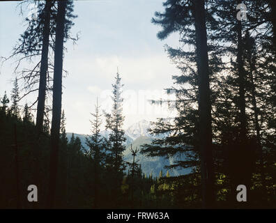 Blick auf die Berge aus dem dichten Wald, Banff Nationalpark, Alberta, Kanada Stockfoto