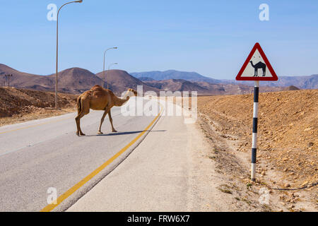 Kamel beim Überqueren der Straße in der Nähe von Salalah, Oman. Stockfoto