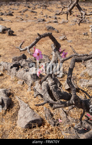 Desert Rose, Jebel Samhan im Dhofar-Gebirge, Oman. Stockfoto