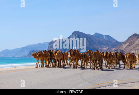 Kamele, die beim Überqueren der Straße in der Nähe von Salalah, Oman. Stockfoto