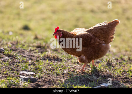 Ein Huhn in einem Feld an einem sonnigen Tag Stockfoto