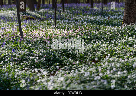 Glockenblumen, Tranendal (Teardrop-Tal) in Hallerbos, Belgien Stockfoto